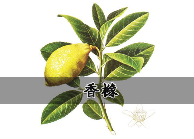  外形|香橼外形很像橘，其主要功效以及成分是什么？看看它的食疗方！