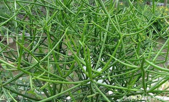 这5样多肉“有毒”,别搬回家养!