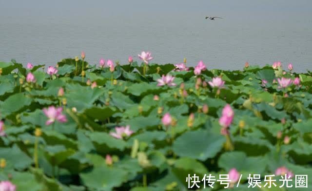 白云湖街道|济南白云湖生态优先绘美景