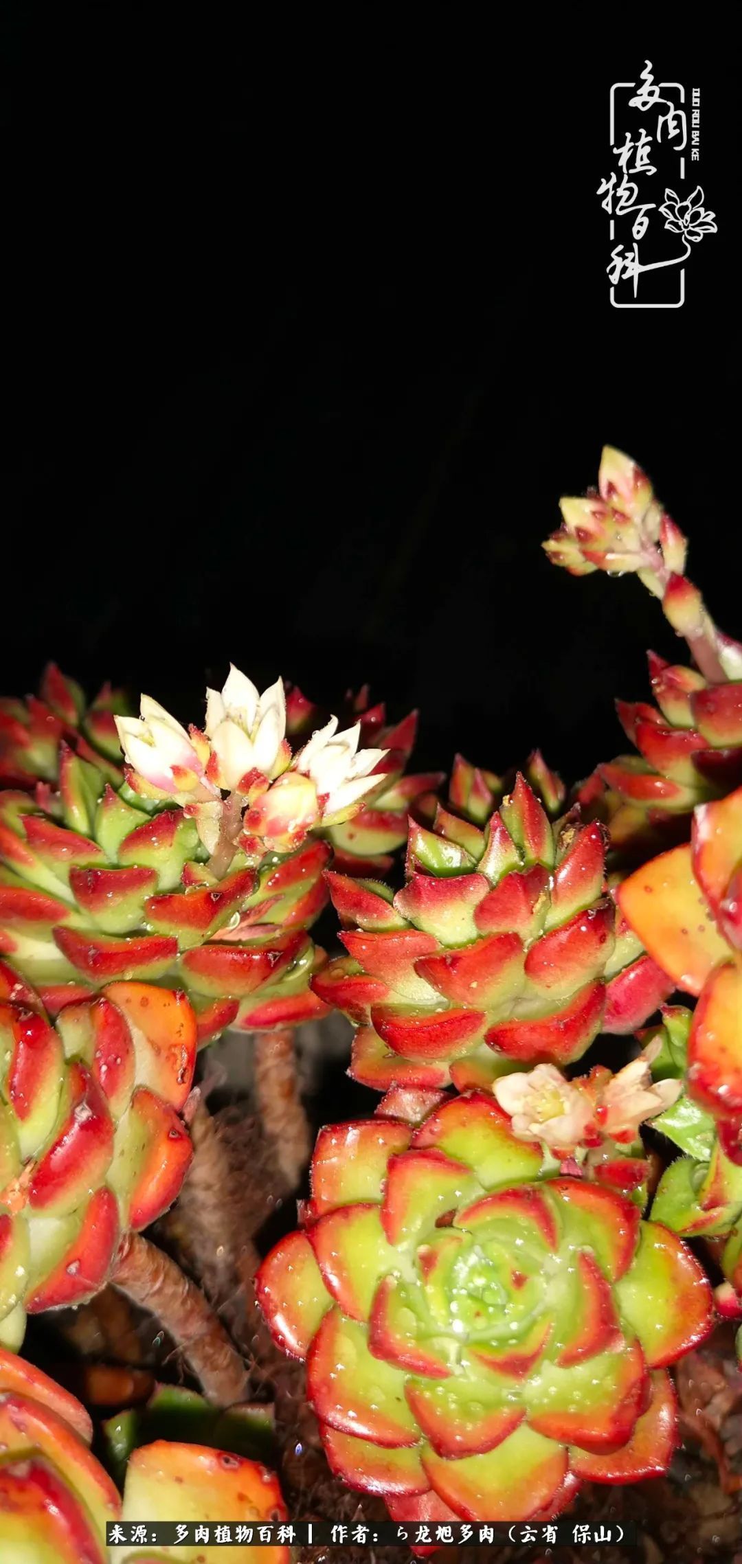 叶片|美了，美了！当秋天的风吹向你我的多肉！