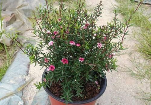 此花名字里带“松、梅”二字，却不抗冻，适合春天培育