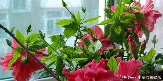 沙漠玫瑰|最适合懒人养护的这些花,不用费心养护,就可花开繁盛!