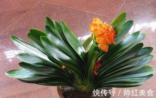 根系|都说君子兰不好养殖,其实误会了君子兰,简简单单就能养好