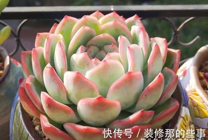 多肉莎莎女王——别人家的莎莎是女王,为啥你家的莎莎却像丫鬟?