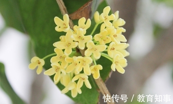 中国十大名花,代表着中国的精神文化内蕴,你都了解吗