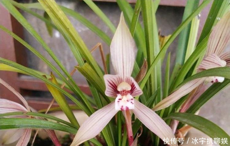 施肥|兰花爱喝这种“催花水”,什么淘米水、过期药都不如它,简单实用