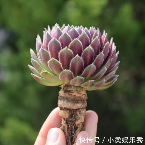 花友|5种多肉颜值很高却爱徒长穿裙子，让花友又爱又恨，新手要慎选