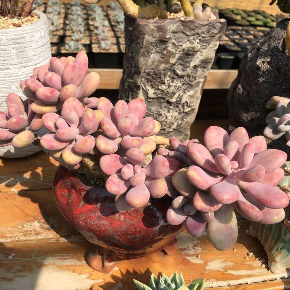 皮实的4种多肉,一年变成老桩,新手、老手都喜欢