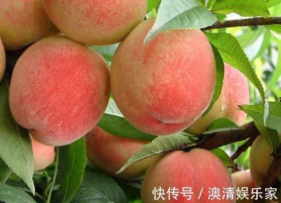 果农|果农偷偷告诉我,买桃子就挑“公”的,一挑一个准,脆甜又天然!