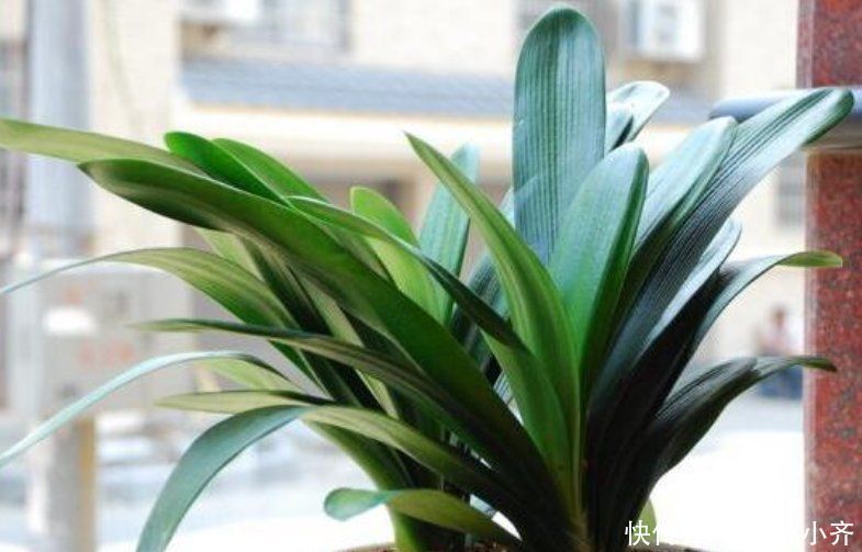 秋季给君子兰换土,通过3点判断是否该换,掌握方法不影响开花