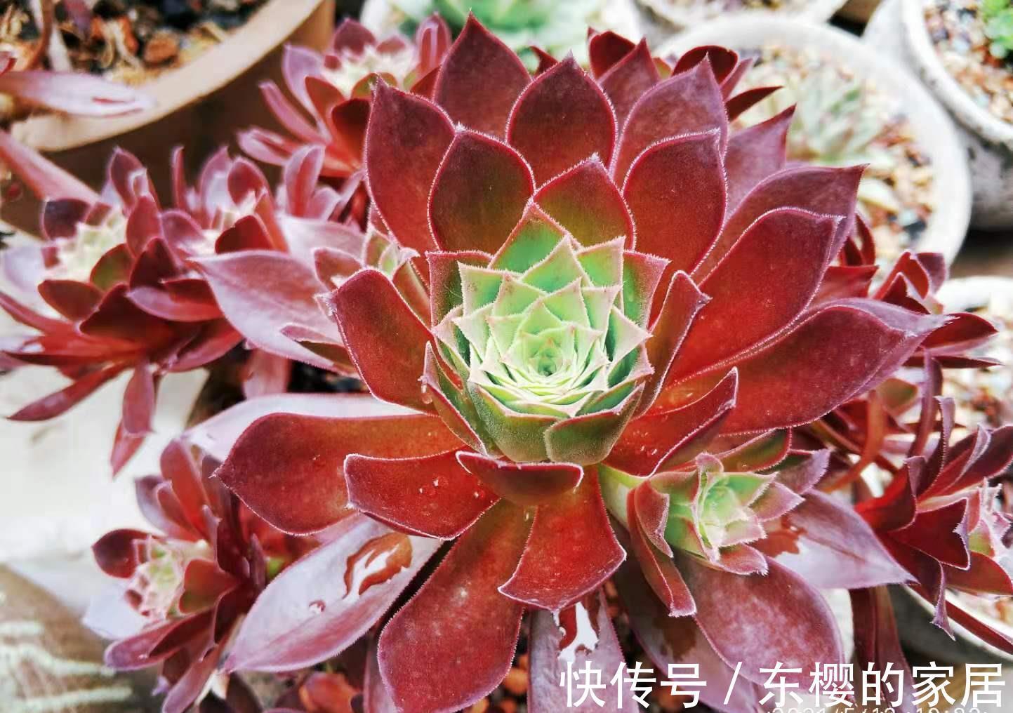 肉友|法师系多肉都有臭味?那是谣传,此8种法师都没味道,大家放心养