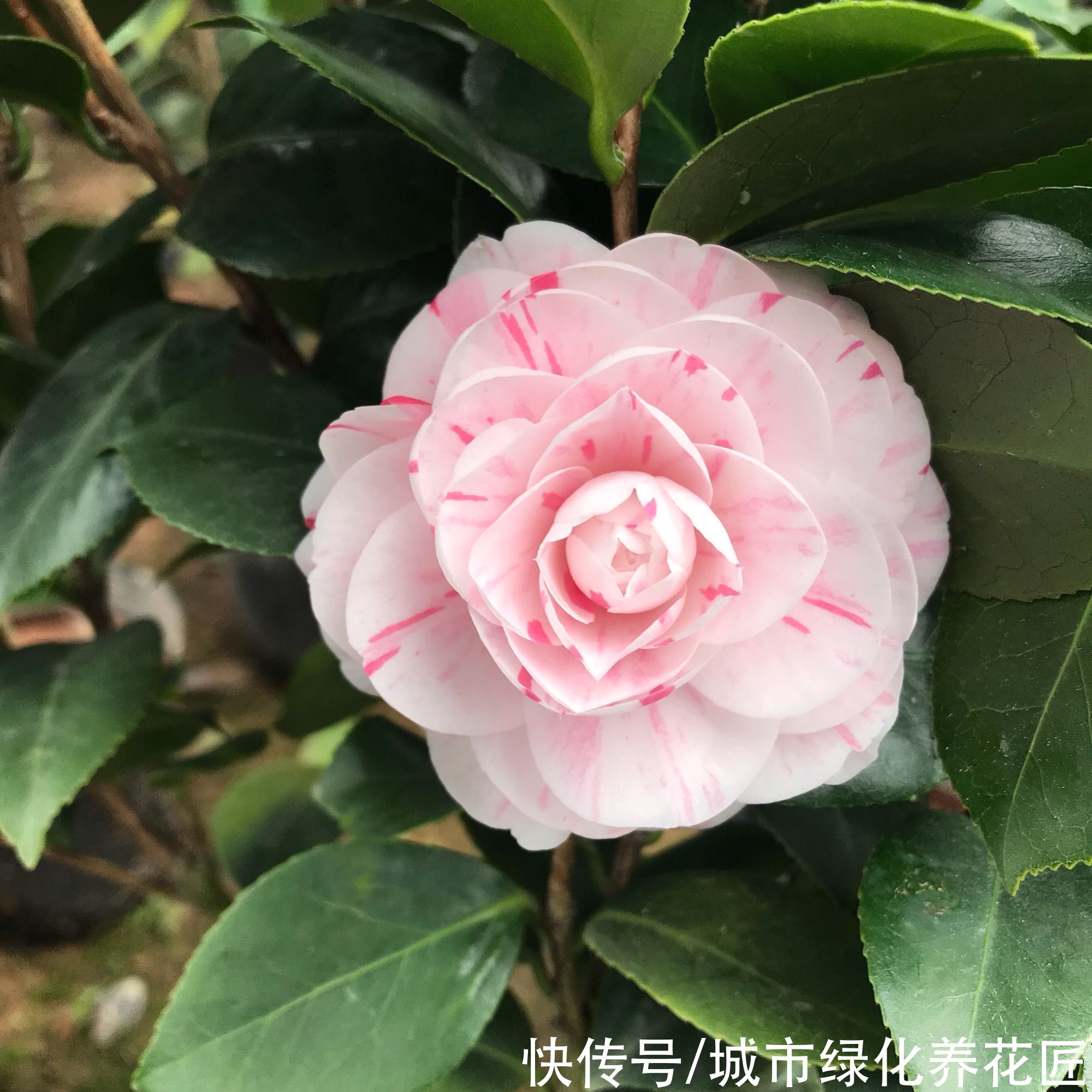 冬季买回来的带花苞茶花怎么养？做到一个关键点，开花鲜艳不消苞