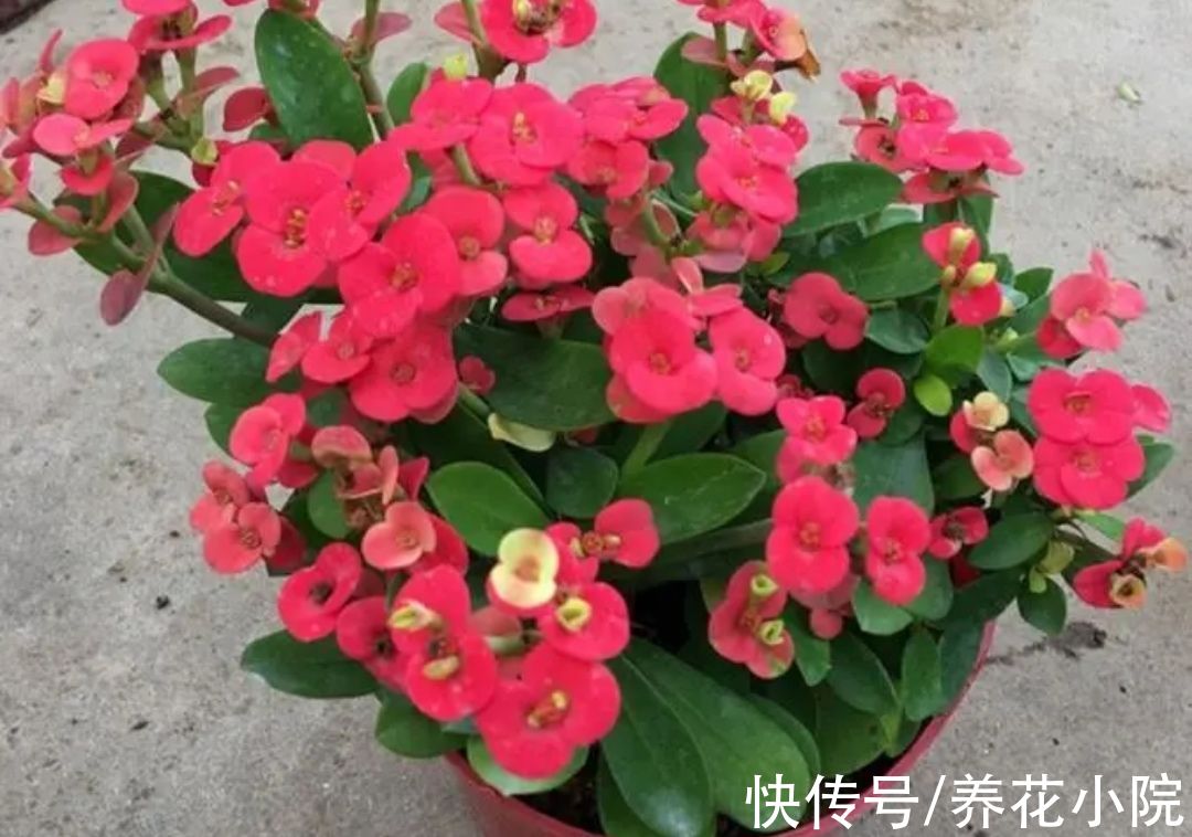 6种喜阳光的花,春天多搬出来晒太阳,长得旺开花多