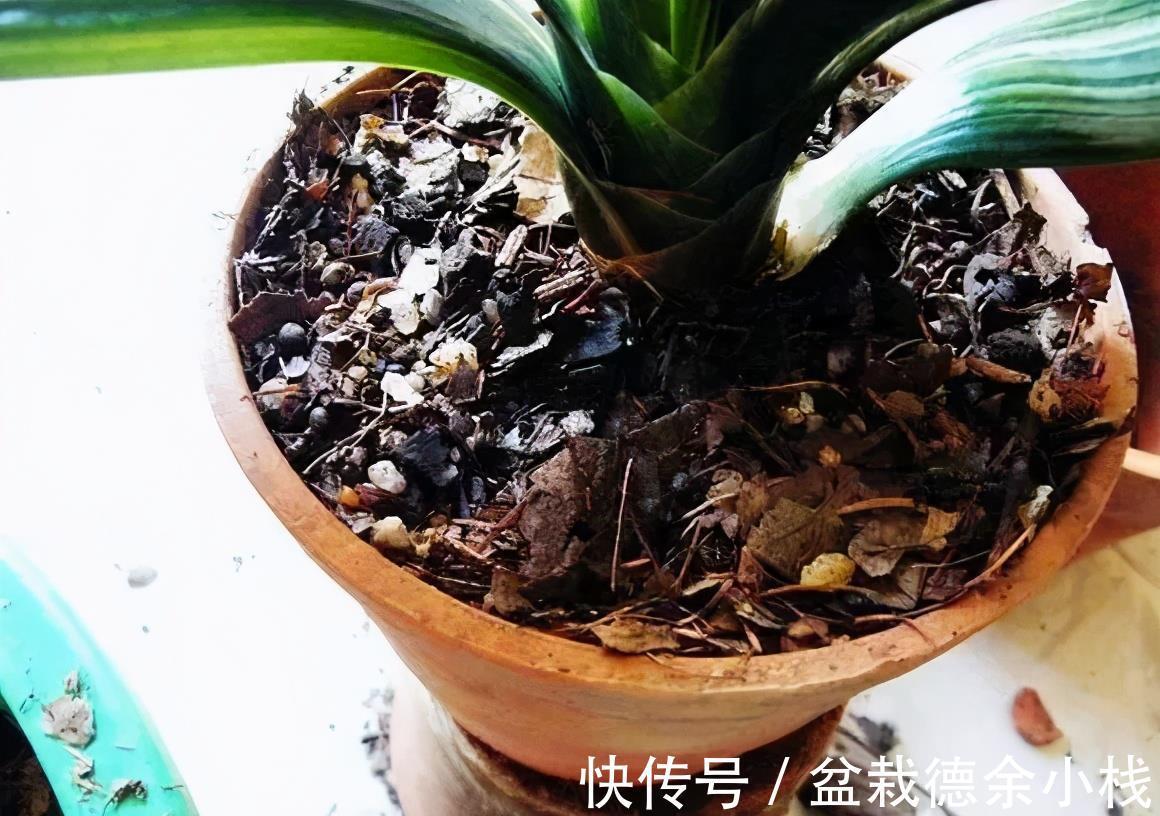 根系|君子兰花后也要做月子,不然可能再也开不了花