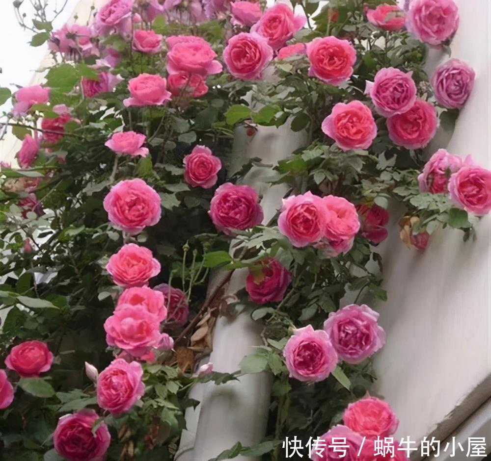 可爱|有一种花好可爱,像棒棒糖一样,只听名字就觉得心里好甜