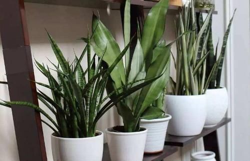 多菌灵|冬天养虎皮兰，盆土长毛咋办？趁早这么干，不然就救不活了