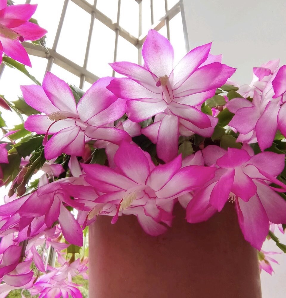 懂花的人都知道,4种“年关花”开败了剪1刀,30天后继续开