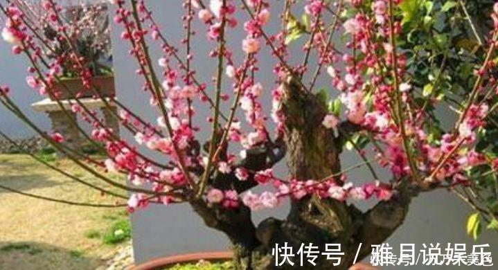 种花|养花就养4种花，好养易活花量大，颜值超高的