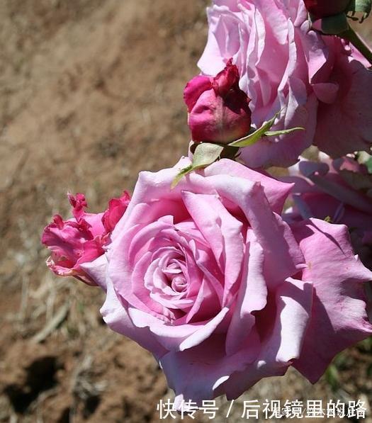 20款紫色月季品种。浓香、抗病非常好养,天然紫色唯美盛开