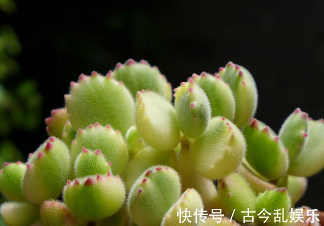 多肉|熊童子，花普货的价钱赏贵货的颜值，做好5点，红叶尖肥叶片都要