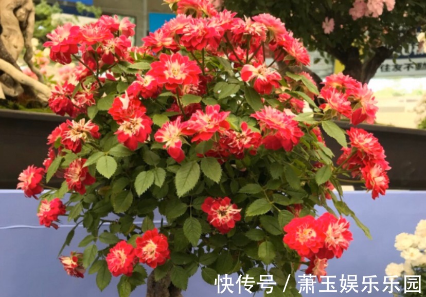 抓住这3点,养微型月季“小画家”,枝叶密密麻麻,花开数不尽