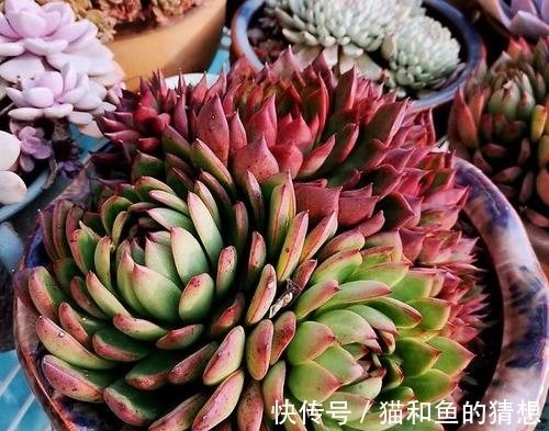 多肉长时间不服盆?从根源上解决问题,叶片肥厚养成肉墩子!