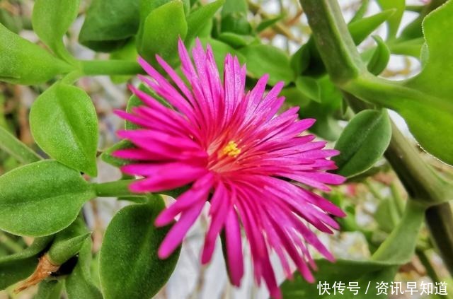 养花就养此3种,花大色艳开花爆盆,好养易活不操心,越养越喜欢