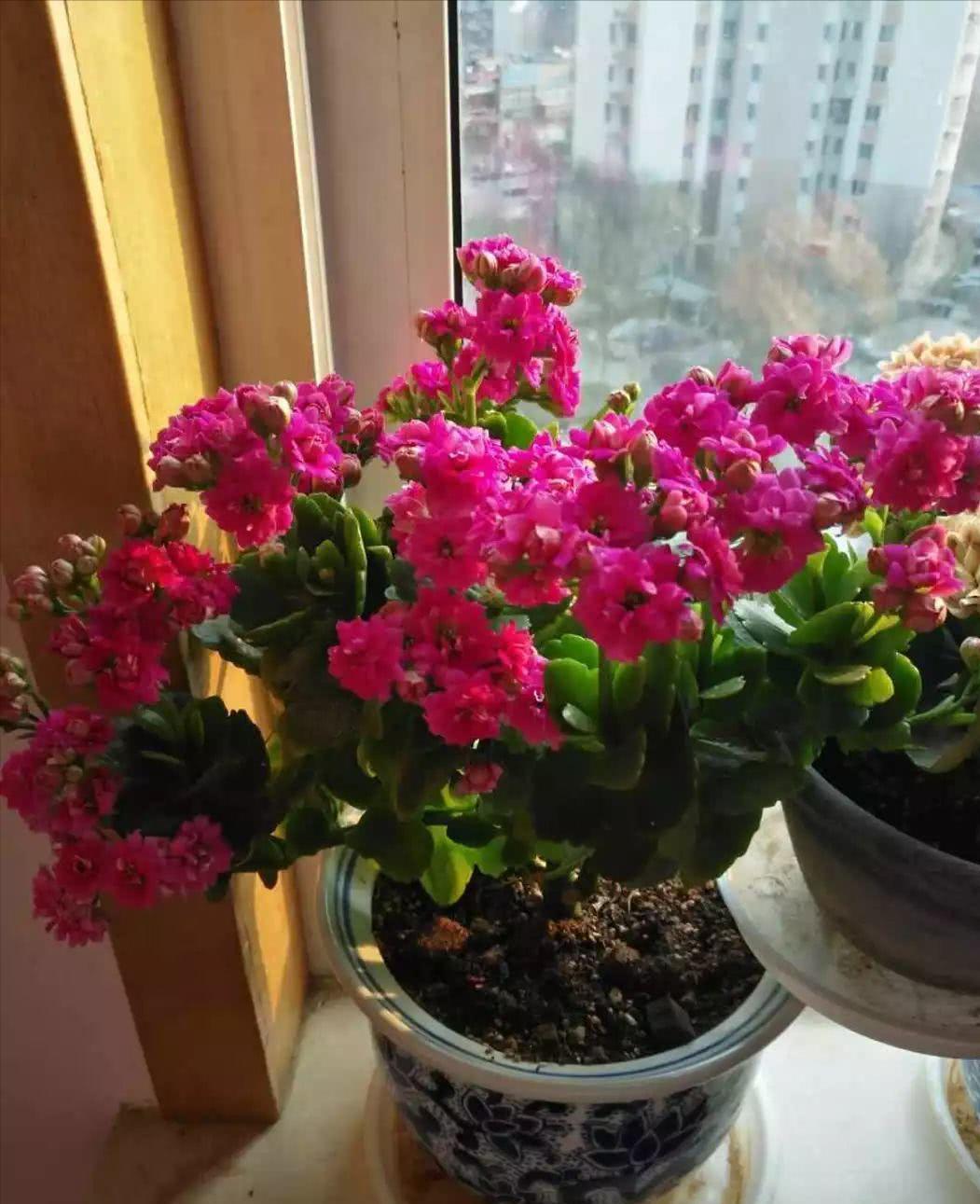 5种“耐寒花”,适合冬天养,多晒“少管”,爱开花