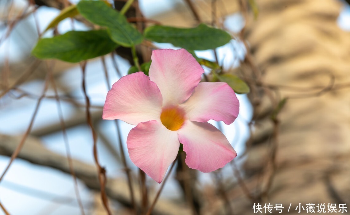 铁线莲|阳台别摆盆盆罐罐了,5种花草养一棵就能开满阳台,很省空间