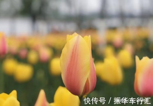 家里放这3种花,味道清新还能除甲醛吸异味,天天呼吸新鲜空气