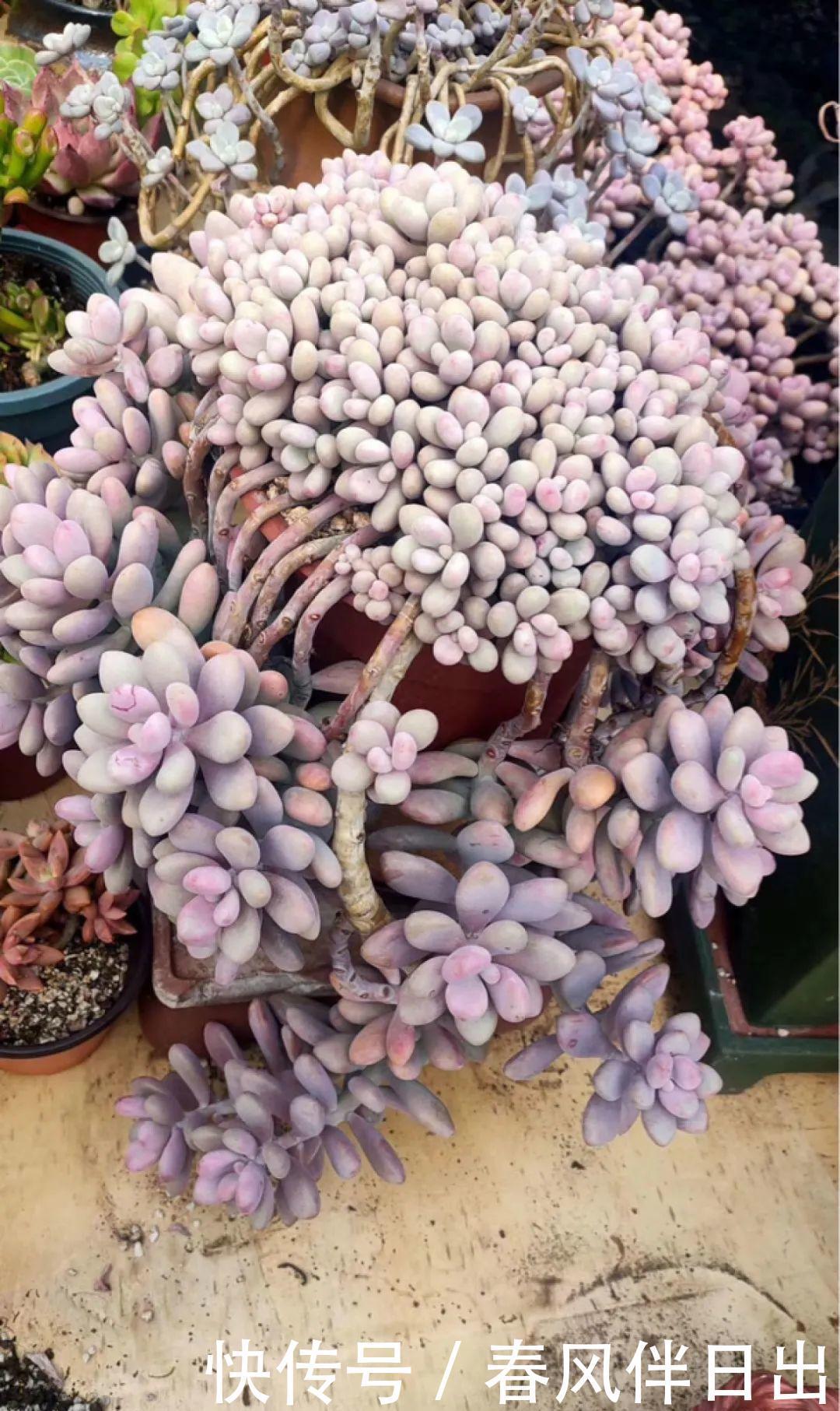 超级耐旱花，整个冬天不浇水，还能胖一圈！