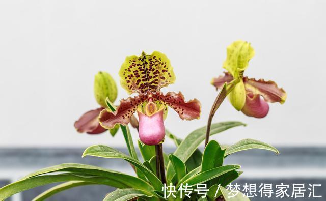 花盆|病弱兰花如何复壮?分成6个方面来进行,让兰花恢复健康