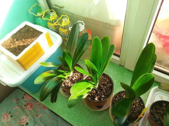 君子兰最爱的“1种液体”，往花盆里浇“1勺”，1年开花2次