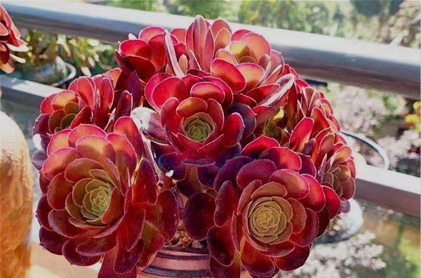 公认比“玫瑰花”漂亮的7种多肉，山地玫瑰落榜，这3种得票最高