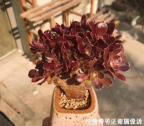 光照|此款多肉,再喜欢也别养在家里,长得丑还有“脚臭”味!