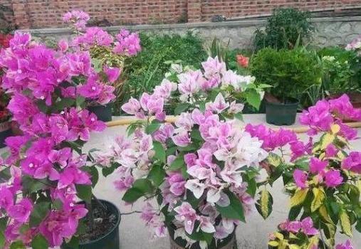 南方栽花赏花当首选三角梅，盆栽催花，用上3技巧轻松搞定