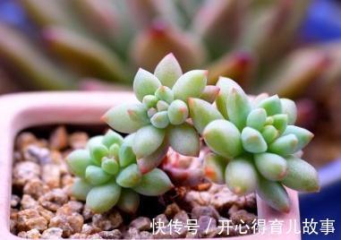 多肉植物养护的三个点，记住它们，提高成活率