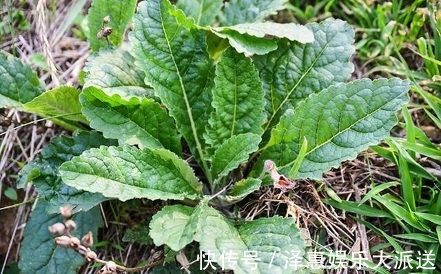 药用价值|李时珍说它“服之面如桃花,轻身不老”,长在路边却少人识