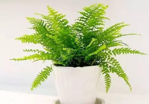 送给那些养花，却总是把花养死的人