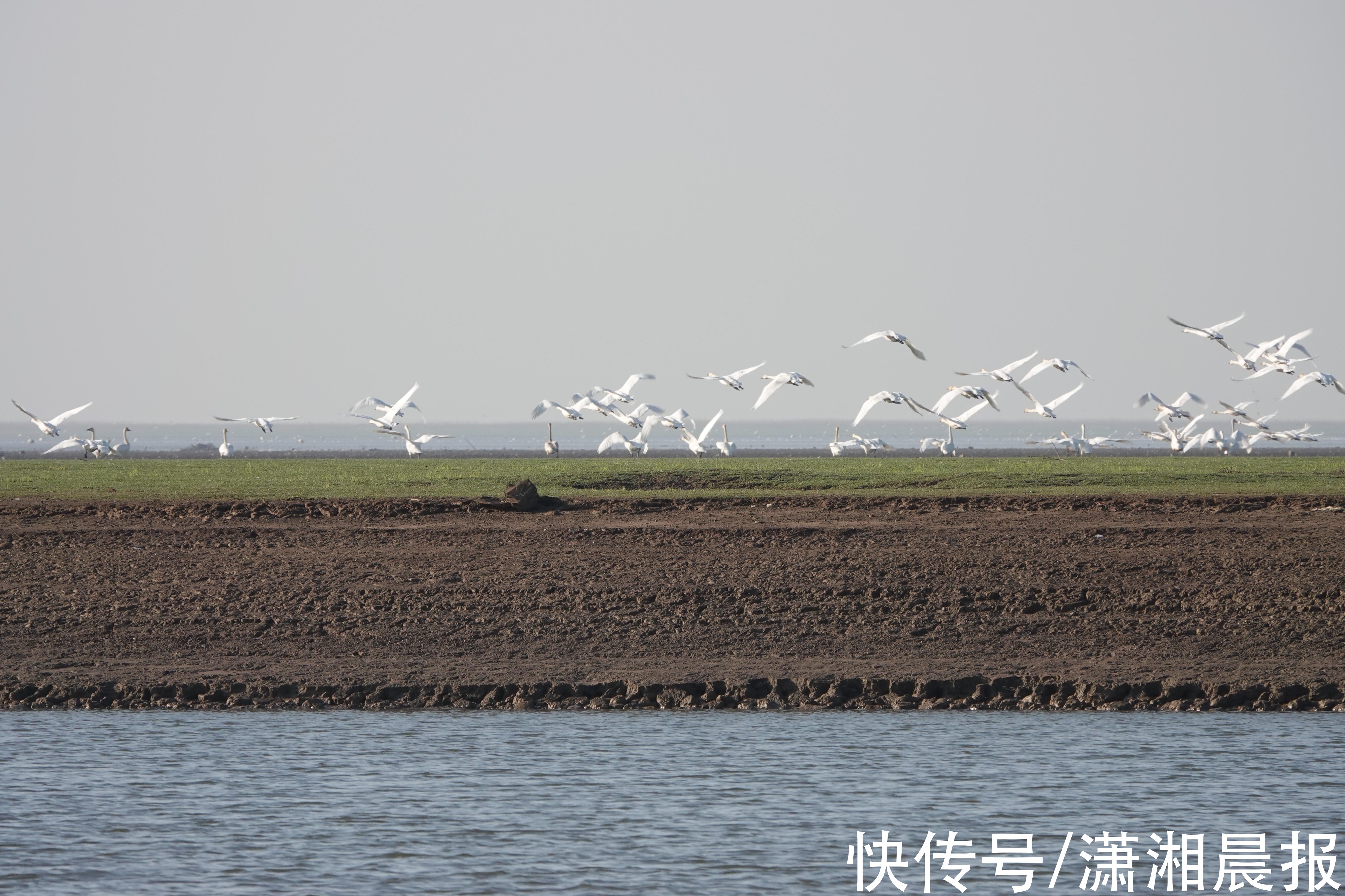 青头潜鸭|29万余只候鸟抵达，点击查看鄱阳湖美景