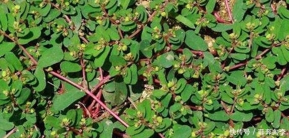 地锦草|见到''奶浆草''别拔,它能刺激血液循环,其他地区被叫做''血愁''