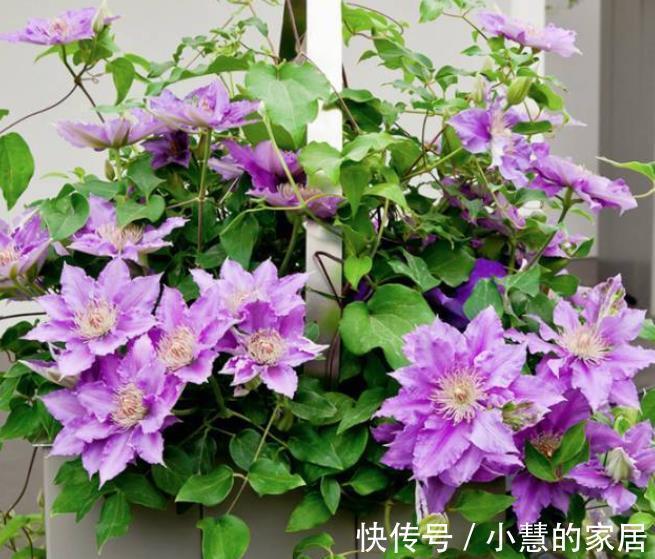 施肥|9月之前,赶紧给4种花施肥,秋天才能顺利开花,花骨朵满枝头