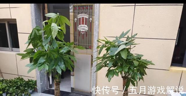 发财树爱烂根，土里埋颗粒，根系发达，叶子闪亮，长成大盆景