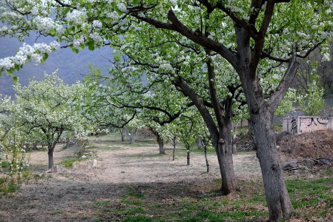 千树万树梨花开，东山梨园飘香