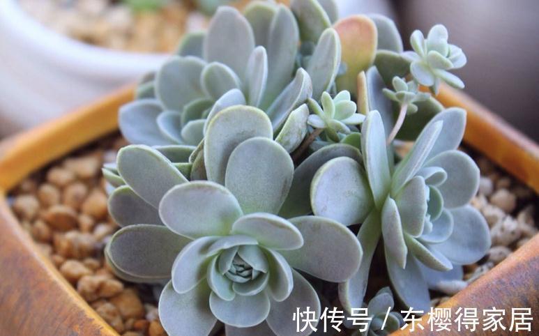 多肉|浇水是个难点,没有摸清这些要求,多肉烂根黄叶、没精神