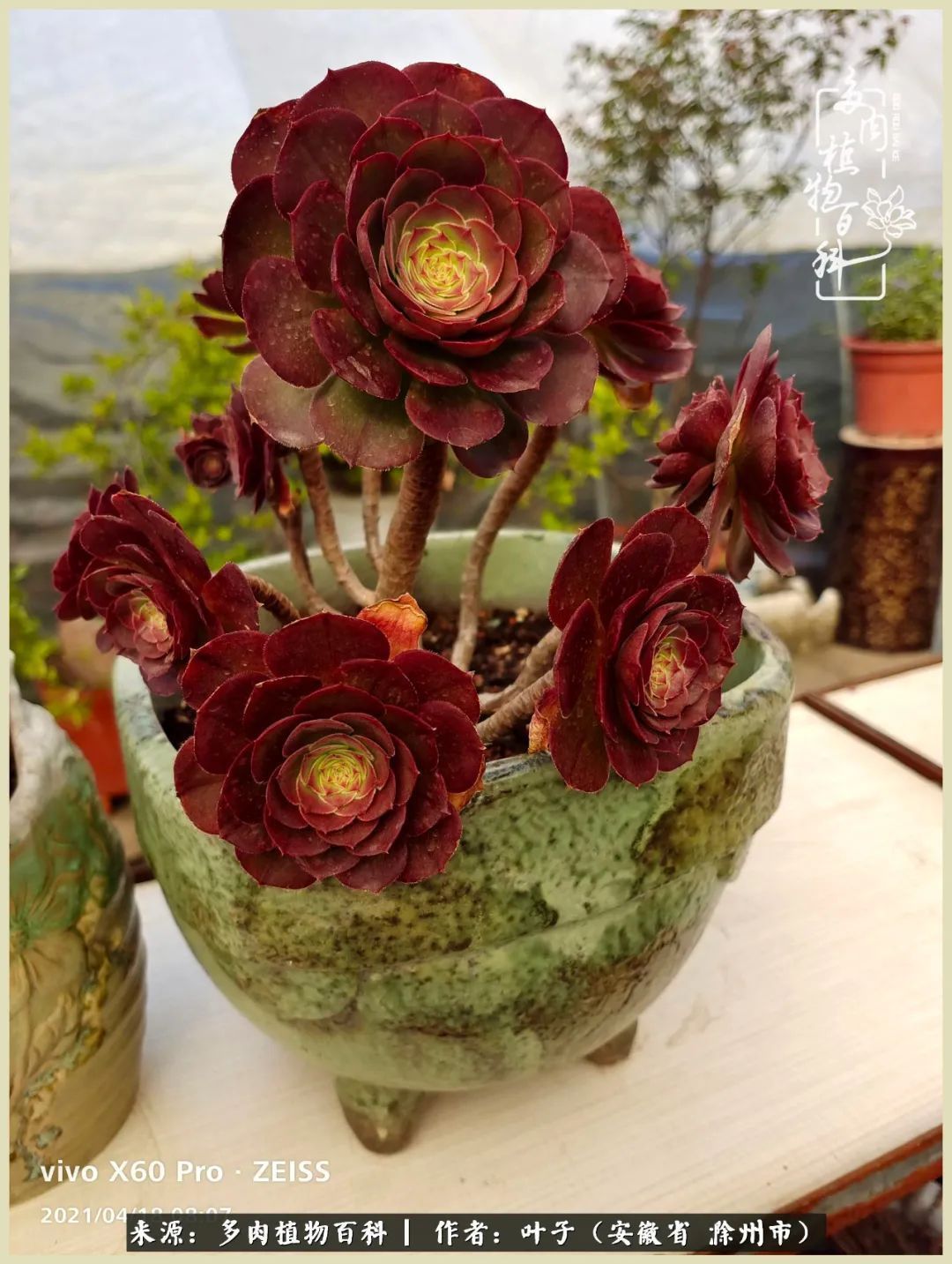 多肉相伴的美好时光,对多肉已是痴迷入骨!