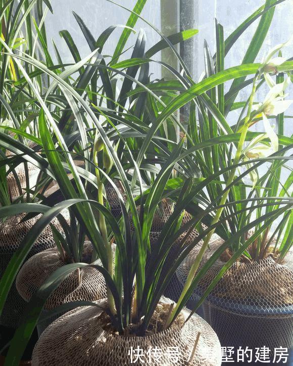 兰花烂根,动个“小手术”,兰花就能起死回生了!