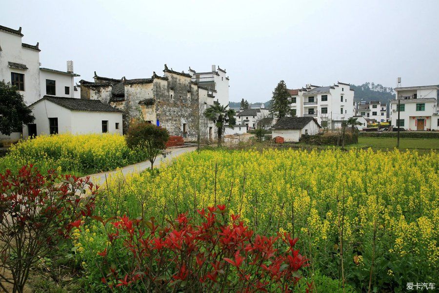 阳春三月，游婺源赏油菜花