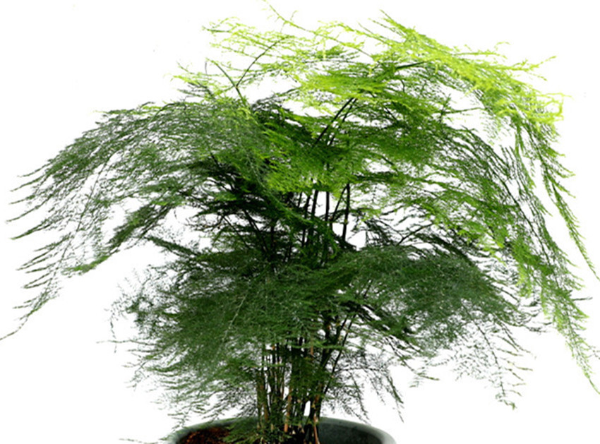 君子兰|六种盆栽,除甲醛、净化环境还招财,室内放一盆高端大气上档次