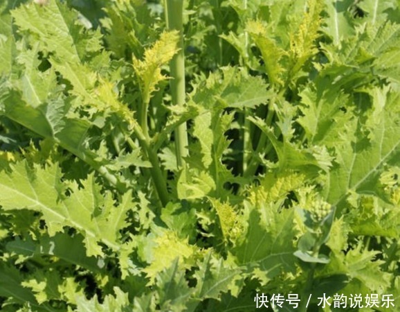 乡下种植蔬菜掌握高效管理技术;和病虫害防治;防治方案详解